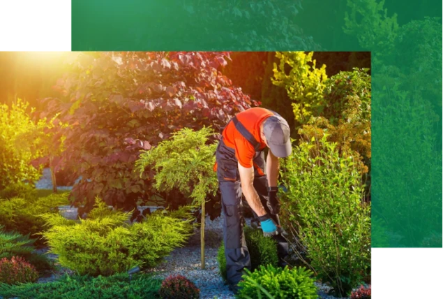 A man in an orange shirt is cutting bushes